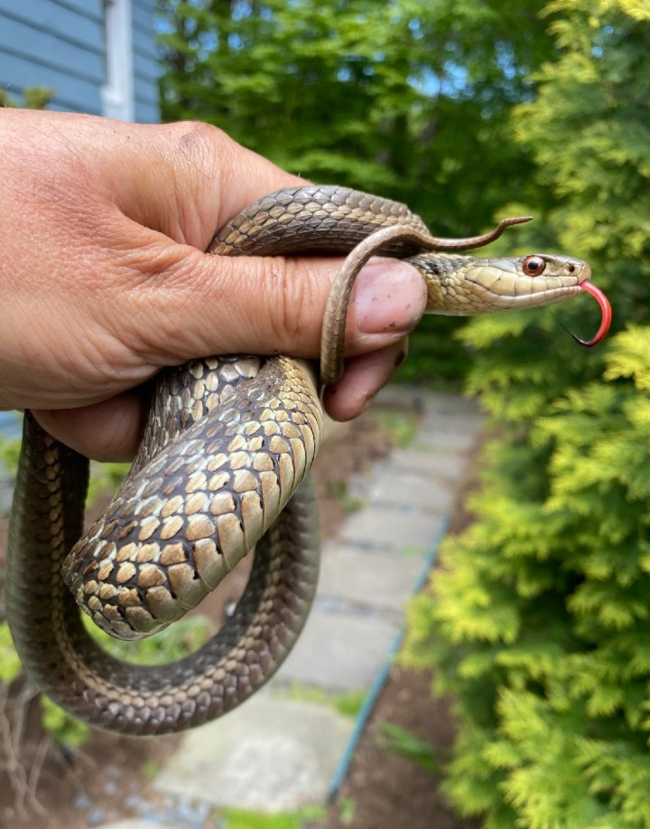 Eastern Garter Snake